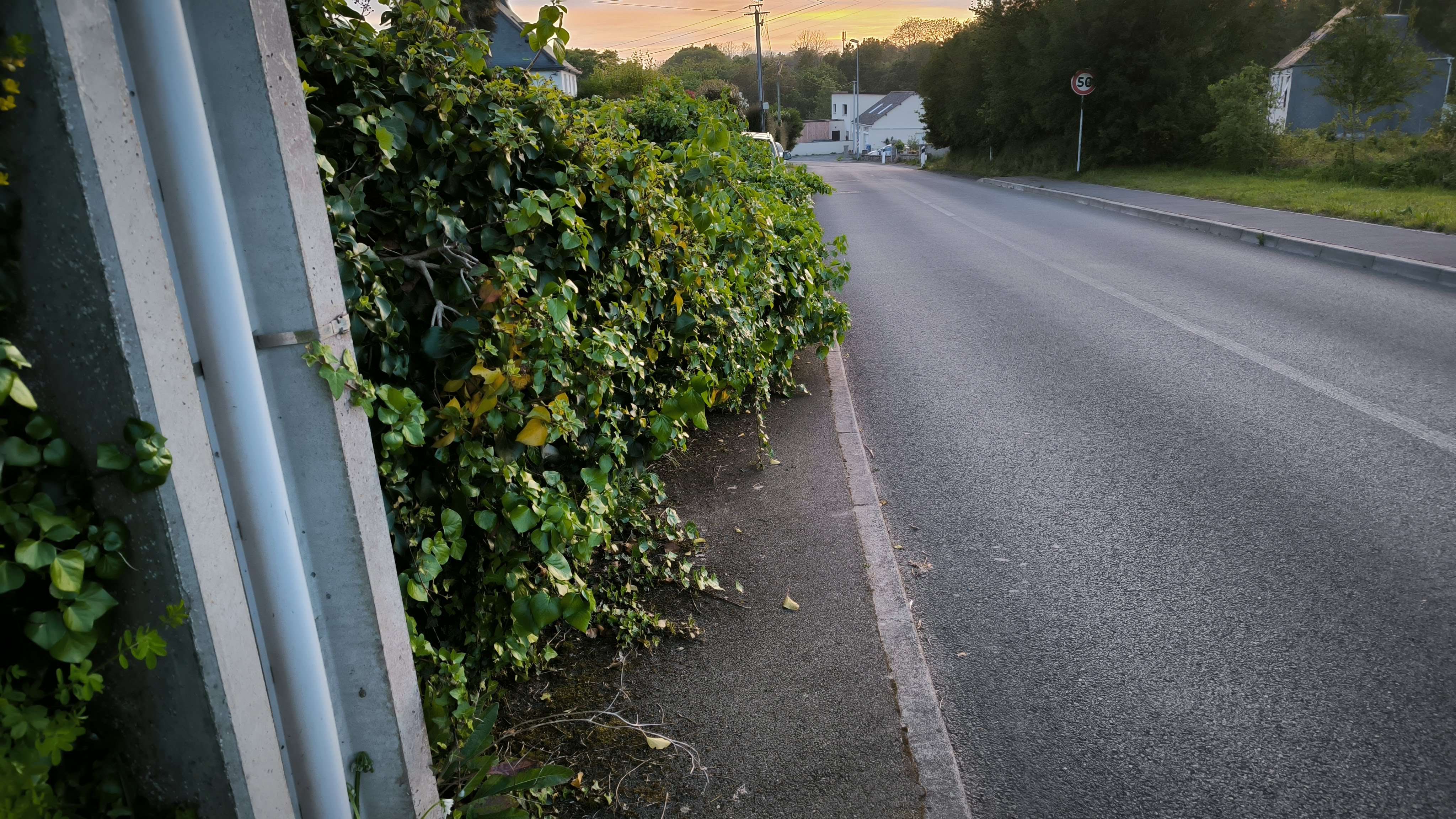 haie qui déborde sur le trottoir et la route