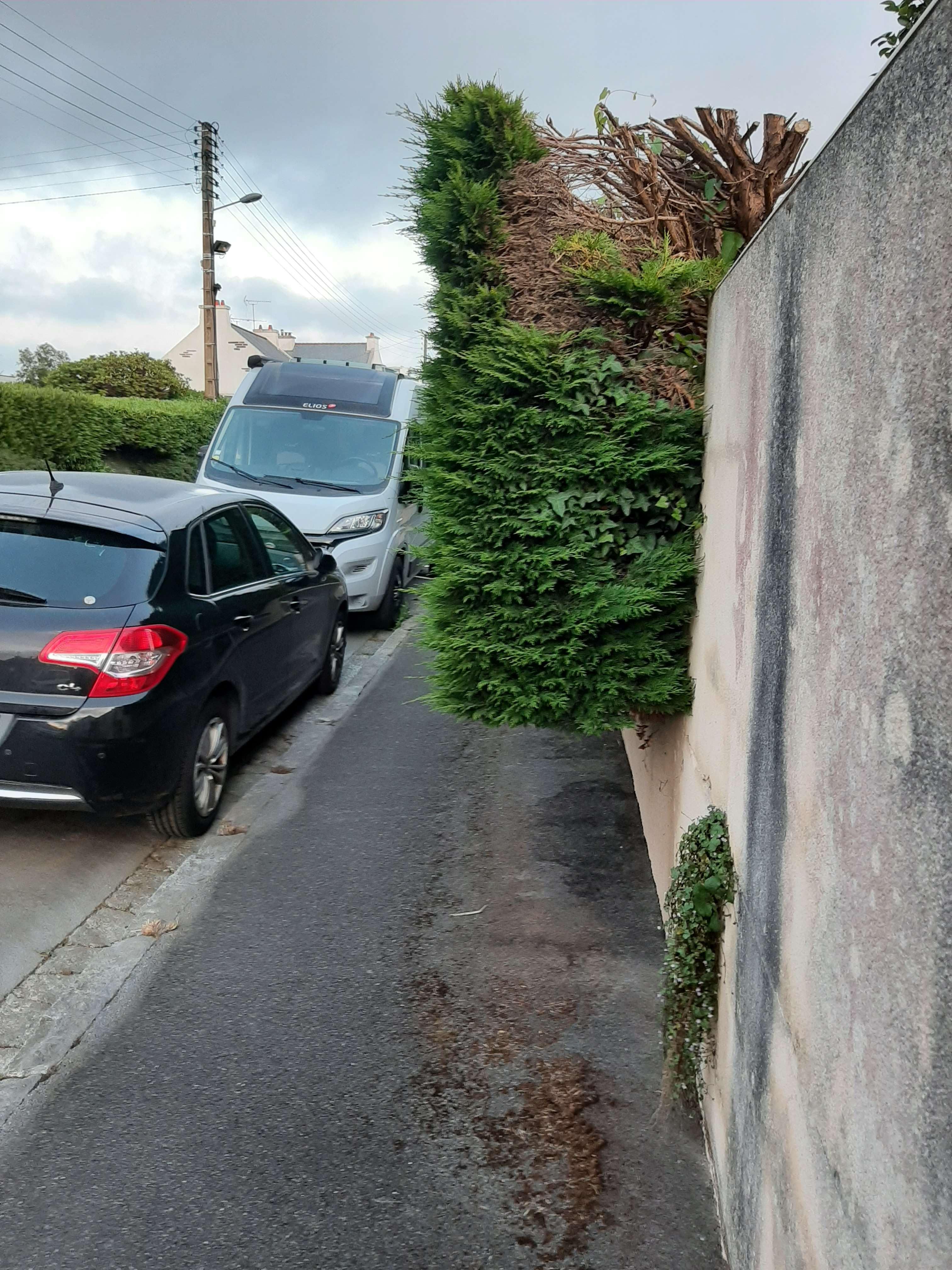 Haie sur trottoir 