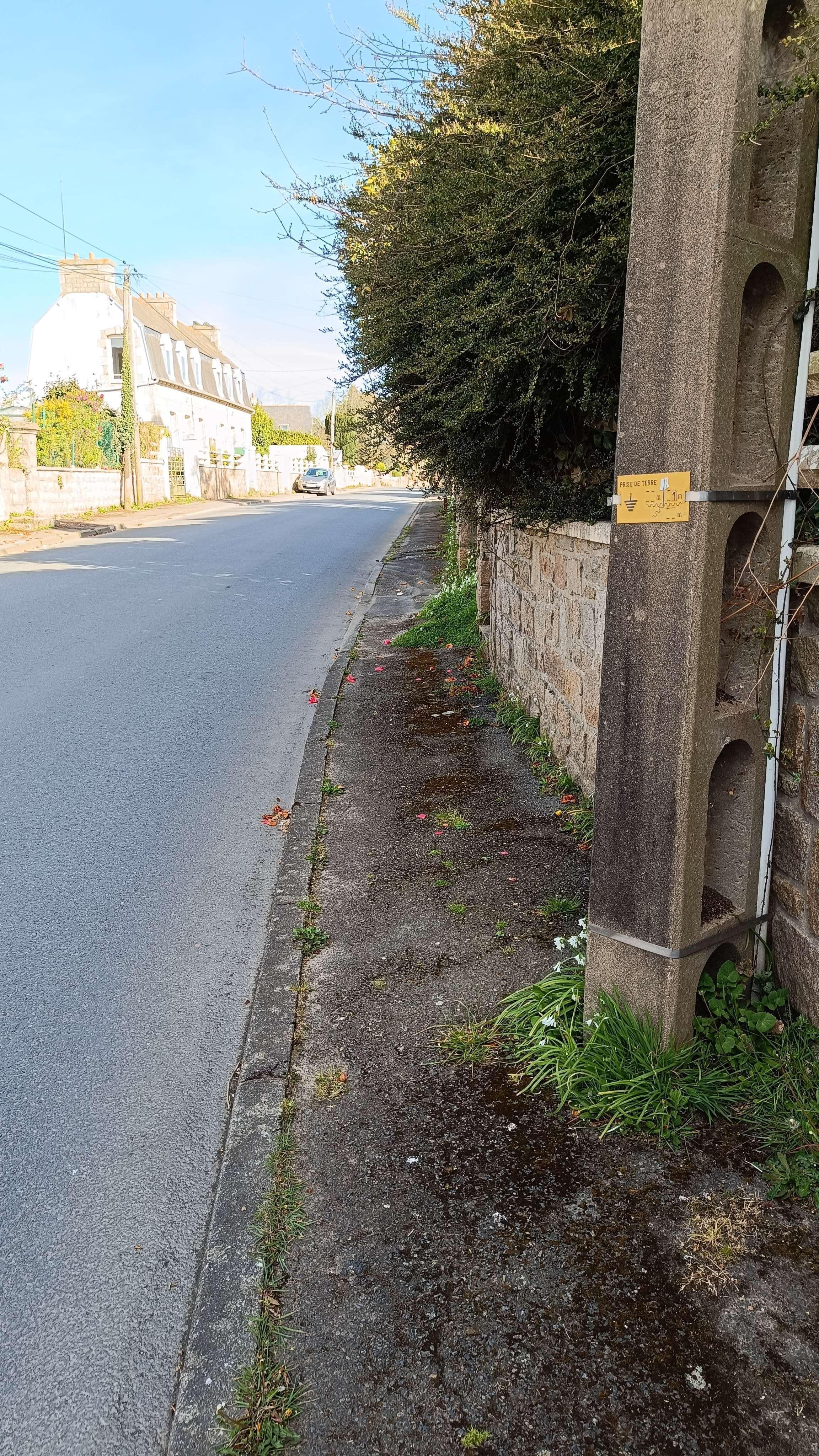 Végétaux non taillés