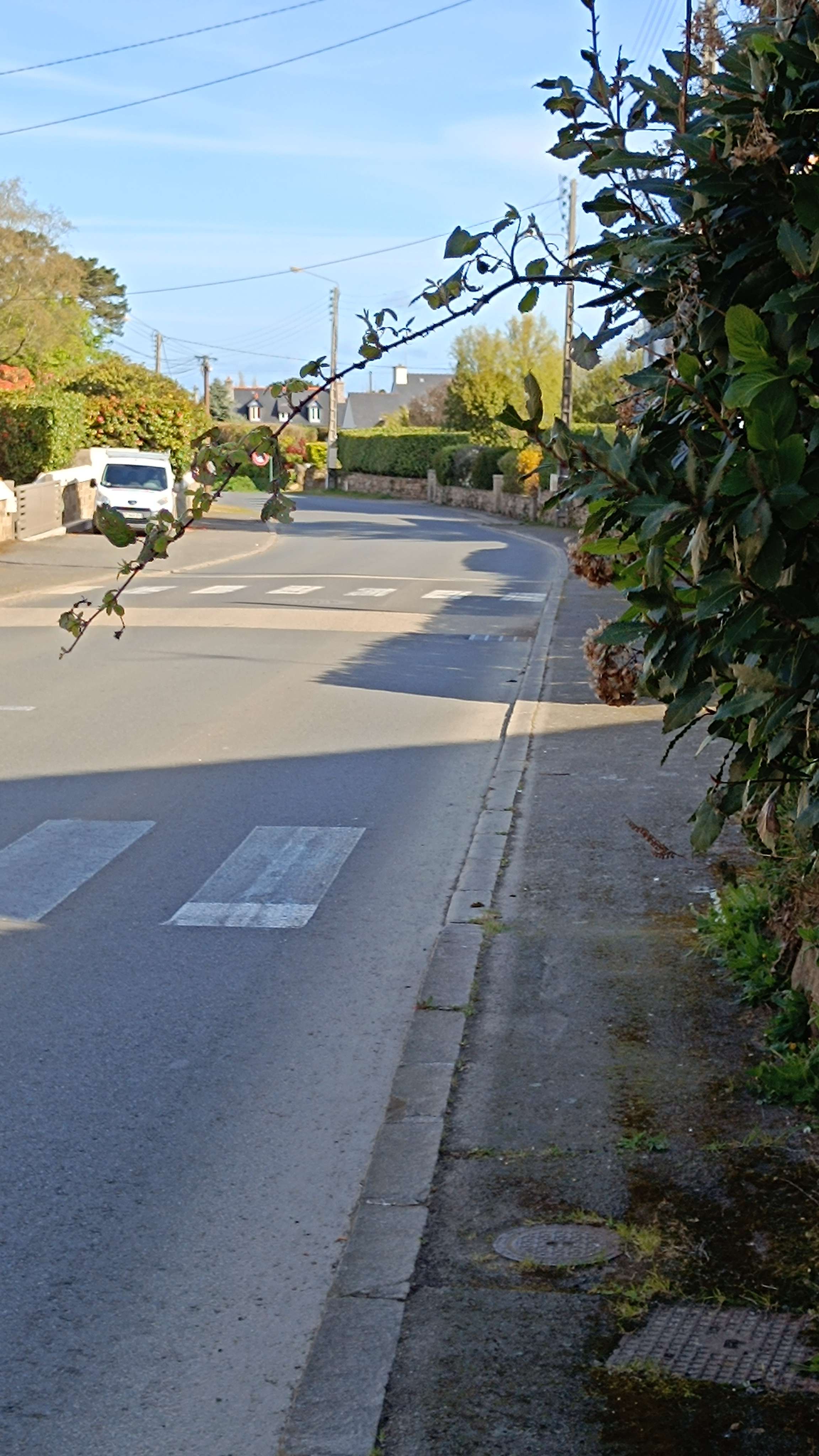 Ronces en travers du trottoir